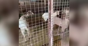 Διατηρούσε κατσίκες και κοτέτσι στον 16ο όροφο πολυκατοικίας στους Αμπελόκηπους