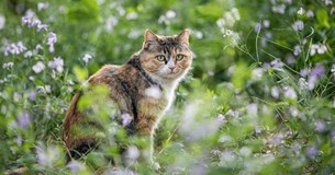 Μήνυμα της Γιώτας Πούλου για την Παγκόσμια ημέρα Αδέσποτων Ζώων