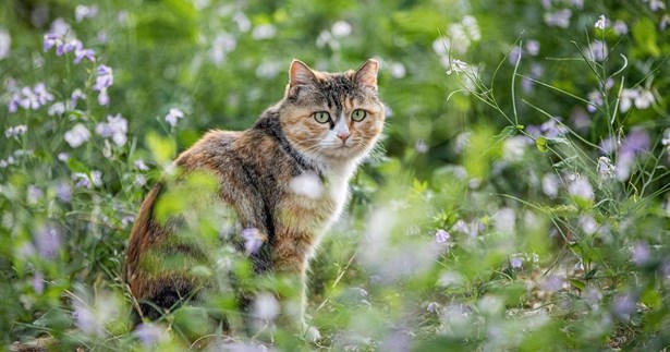 Μήνυμα της Γιώτας Πούλου για την Παγκόσμια ημέρα Αδέσποτων Ζώων