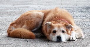 Αυξημένα τα περιστατικά εγκατάλειψης ζώων συντροφιάς στο Δήμο ΔΑΑ