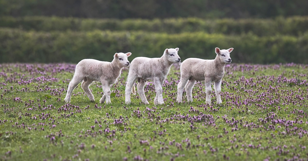 Η Περιφέρεια πέτυχε την κατ` εξαίρεση έγκριση μετακίνησης για σφαγές αιγοπροβάτων στην Π.Ε. Ευρυτανίας