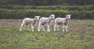 Η Περιφέρεια πέτυχε την κατ` εξαίρεση έγκριση μετακίνησης για σφαγές αιγοπροβάτων στην Π.Ε. Ευρυτανίας Η Περιφέρεια πέτυχε την κατ` εξαίρεση έγκριση μετακίνησης για σφαγές αιγοπροβάτων στην Π.Ε. Ευρυτανίας