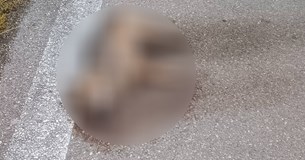 Τσακάλι βρέθηκε νεκρό κοντά στο Κάστρο Βοιωτίας