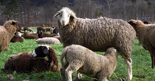 Αυστηρή τήρηση στη Στερεά Ελλάδα των μέτρων βιοασφάλειας κατά την περίοδο της κουράς των αιγοπροβάτων και της μετακίνησης τους
