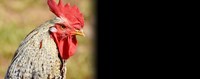 Κοτόπουλα με σαλμονέλα από τη Mercosur με αγάπη 