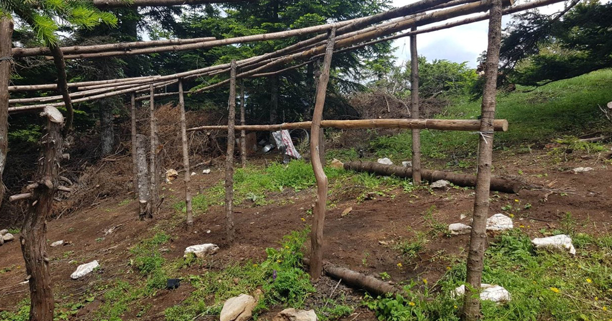 Βρέθηκε φυτεία δενδρυλλίων κάνναβης σε δασική περιοχή στην Ευρυτανία