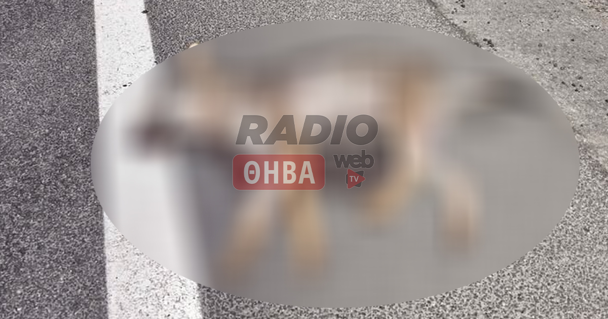Λύκος βρέθηκε νεκρός στο Καναβάρι Θήβας (ΦΩΤΟ)