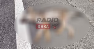 Λύκος βρέθηκε νεκρός στο Καναβάρι Θήβας (ΦΩΤΟ)