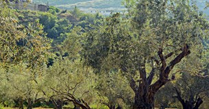 Ερώτηση Κτιστάκη στη Βουλή για την απλούστευση της εγγραφής και επικαιροποίηση στο Ελαιοκομικό Μητρώο