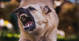 Επίθεση σκύλου σε εργαζόμενο του Δήμου Αλιάρτου-Θεσπιέων