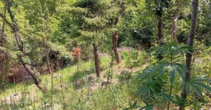 Βρέθηκε φυτεία με 174 δενδρύλλια κάνναβης στη Φωκίδα