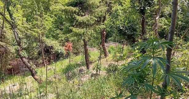 Βρέθηκε φυτεία με 174 δενδρύλλια κάνναβης στη Φωκίδα