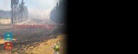 Φωτιά σε δασική περιοχή στο Ακραίφνιο Βοιωτίας - Αυξήθηκαν οι δυνάμεις που επιχειρούν