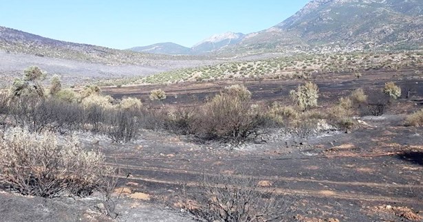Θωμάς Κιούσης: Στην τελική ευθεία για τις αποζημιώσεις από τις πυρκαγιές του 2023