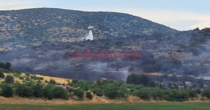 Ξέσπασε φωτιά στον Ορχομενό - Ισχυρή πυροσβεστική δύναμη στο σημείο