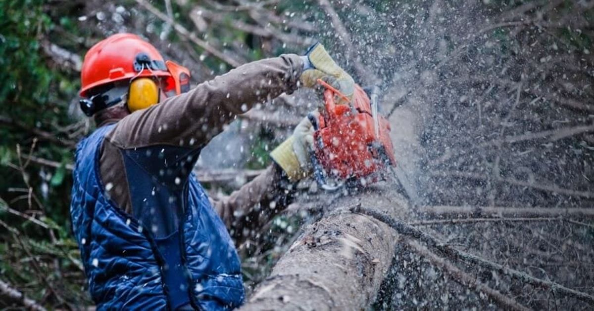 Τραγωδία με 65χρονο στο Καρπενήσι - Τον καταπλάκωσε κορμός δέντρου