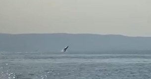 Φάλαινα κολυμπούσε στον Παγασητικό - Δείτε το βίντεο Φάλαινα κολυμπούσε στον Παγασητικό - Δείτε το βίντεο
