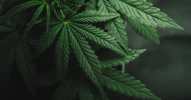 Συνελήφθη καλλιεργητής χασίς που διατηρούσε φυτεία με 131 δενδρύλλια κάνναβης στη Βόρεια Εύβοια