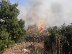 Μεγάλη πυρκαγιά στις Θεσπιές - Ισχυρή πυροσβεστική δύναμη στο σημείο