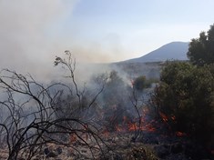 Μεγάλη πυρκαγιά στις Θεσπιές - Ισχυρή πυροσβεστική δύναμη στο σημείο