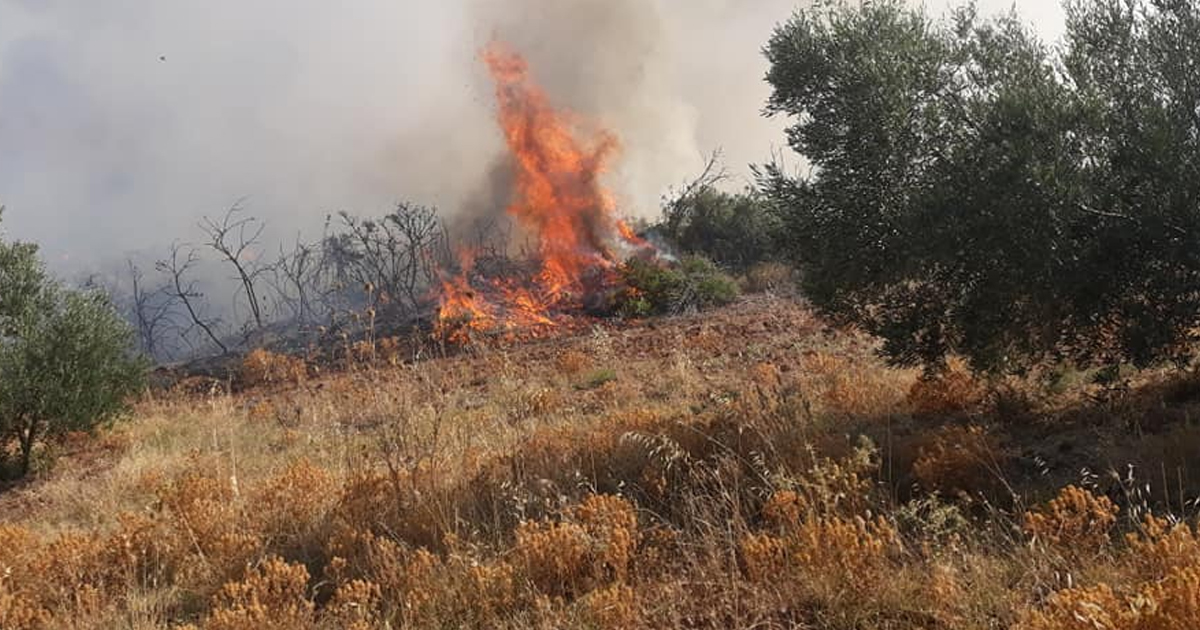 Μεγάλη πυρκαγιά στις Θεσπιές - Ισχυρή πυροσβεστική δύναμη στο σημείο