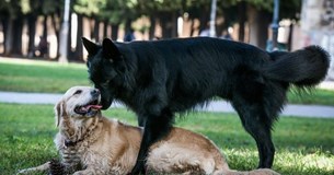 Κακοποίηση ζώων: Τι αναφέρει η εγκύκλιος του Αρείου Πάγου για αυτόφωρο και συλλήψεις