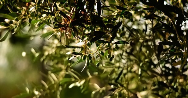 Ερώτηση της Γιώτας Πούλου για τον αποκλεισμό χιλιάδων ελαιοπαραγωγών από το «Μέτρο 21»