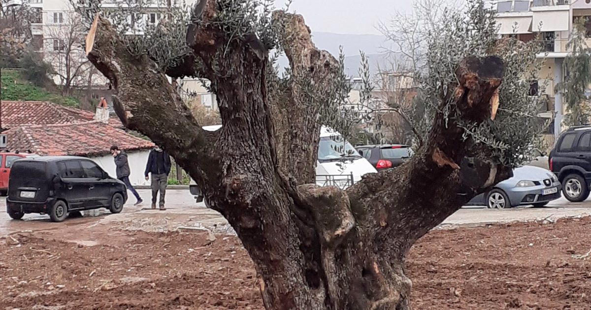 Στο Δήμο Θηβαίων μεταφυτεύονται επτά αιωνόβιες ελιές