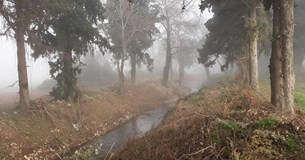 Πυκνή ομίχλη «κάλυψε» την Αλίαρτο