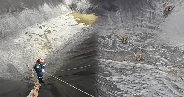 4 αλεπουδάκια διασώθηκαν στο Κυριάκι του Δήμο Λεβαδέων