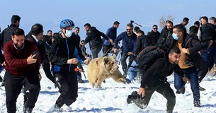 Απελευθέρωσαν αρκούδες στην φύση και αυτές τους επιτέθηκαν (Εικόνες - Βίντεο)