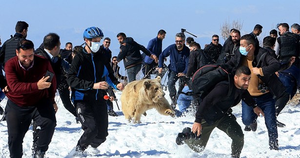 Απελευθέρωσαν αρκούδες στην φύση και αυτές τους επιτέθηκαν (Εικόνες - Βίντεο)
