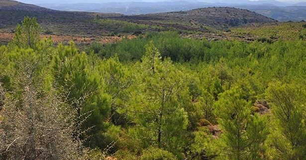 Δασικοί χάρτες: Παράταση έξι μηνών για υποβολή αντιρρήσεων και μείωση του τέλους κατά 50%